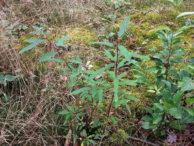 frangula-cf_linealis_zg2.jpg