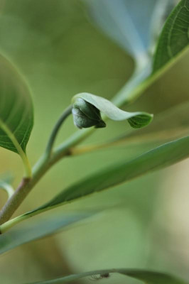 Edgeworthia_chrysantha_Knospe_II.jpg