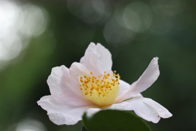 Shionome_17.09.2012_2_Large.JPG