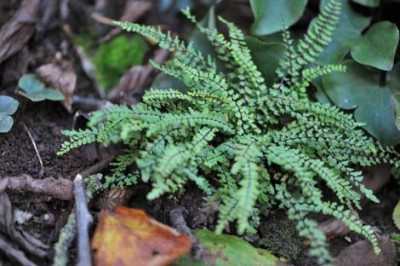 Asplenium_trichomanes_Incisum.jpg