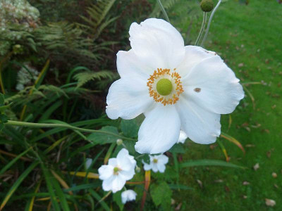 Anemone_Andrea_Atkinson_P10600011.jpg