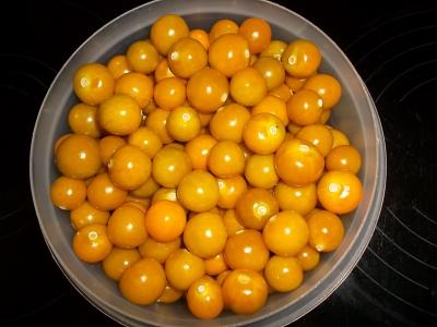 Physalishuellenlos.jpg