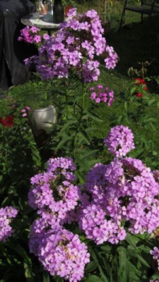 phlox_hesperis.jpg