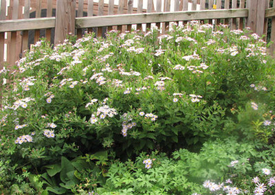 Aster_ageratoides_kl_hab.jpg