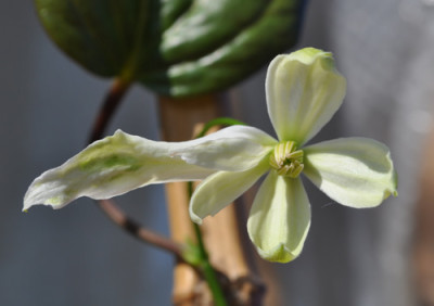 Clematis_armandii_B_12__2462.jpg