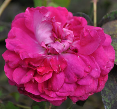 Panachee_de_Lyon_12__2510.jpg