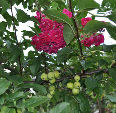 Zierapfel__Super_Exelsa_12__2504.jpg