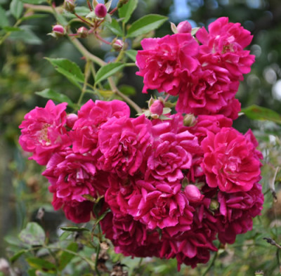 Super_Exelsa_12__2505.jpg