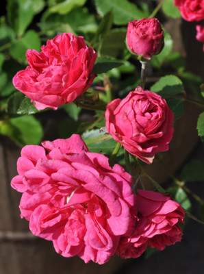 Elmshorn__2_12__2543.jpg