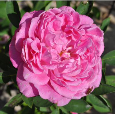 Archiduchesse_Elisabeth_dAutriche_12__2431.jpg