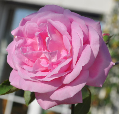 Catherine_II_12__2532.jpg