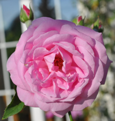 Catherine_II__2__25332_.jpg