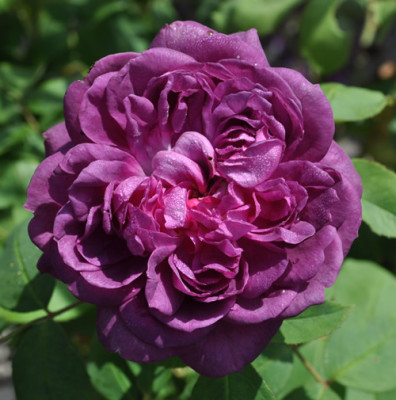 Reine_de_Violettes_12__2428.jpg