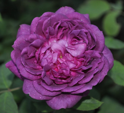 Reine_de_Violettes_2_12__2415.jpg