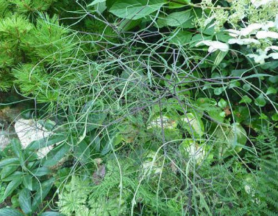 Broussonetia_papyrifera_Laciniata_AGx.jpg