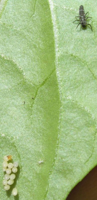 eier_chili_da_schluepft_was_p6091483.jpg