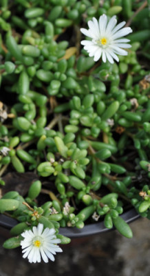 Delosperma_Graaf_Reinet_12__2556.jpg