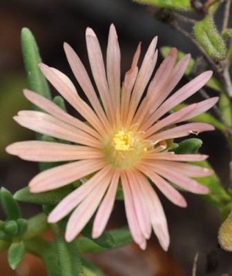 Delosperma_Mosa_Verde_12__2554.jpg