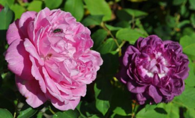 Archiduchesse_Elisabeht_dAutriche__RdV_12__2470.jpg