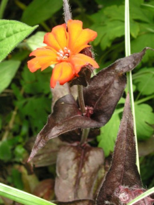 Lychnis_arkwrightii_Vesuvius.jpg