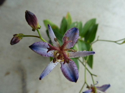 Tricyrtis_Tapei_P105096911.jpg