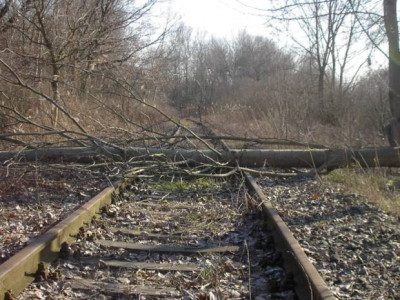 schlafender_baum.jpg
