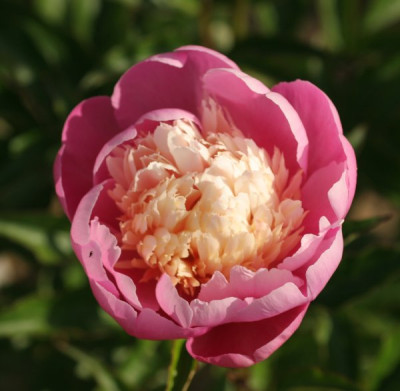 paeonia_lian_tai_1986.jpg