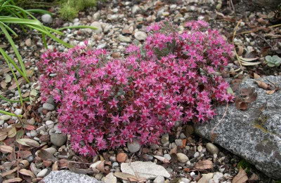 comp_Sedum_19.09.12.jpg