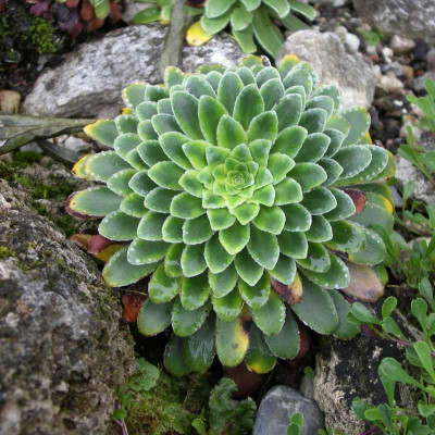 comp_Saxifraga_mutata_19.09.12.jpg