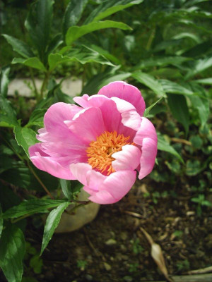 Paeonia_hell_2.jpg