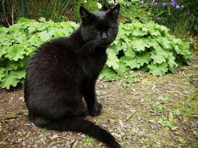 miezo_im_garten.jpg