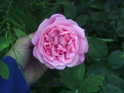 Mary_rose_2.jpg