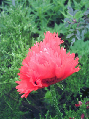 Papaver_orientale_gefranst_4.jpg