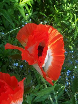 ausgewaschener_Mohn.jpg