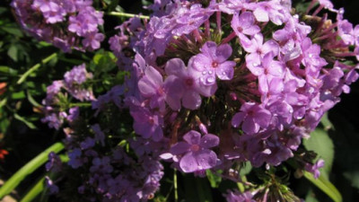 hesperis_2.jpg