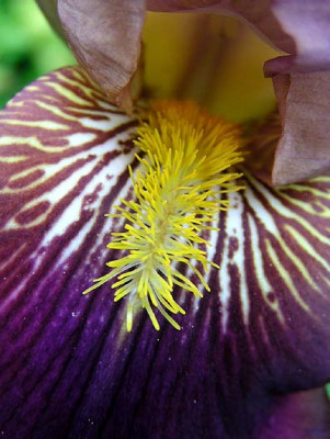 bluten_streifeniris_h.jpg