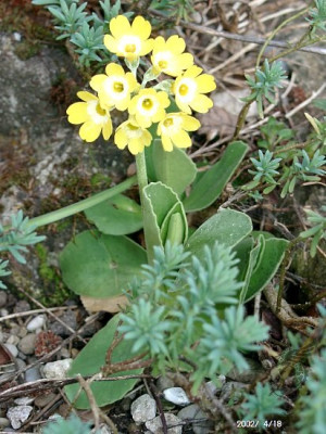 04180008_ePrimula_auricula.JPG