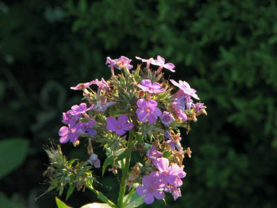 cf_hesperis_2008_zg.jpg