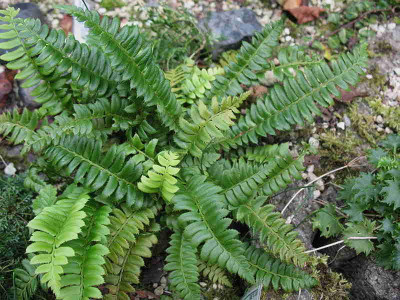 Polystichum_lonchitis__.._IMG_3429.jpg