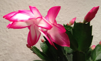 Schlumbergera_pink_wei_1_900x900_80KB.jpg