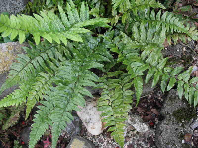 Polystichum_xiphophyllum__..__IMG_3425.jpg