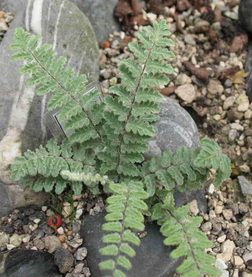 Cheilanthes_bonariensis_.._IMG_3413.jpg