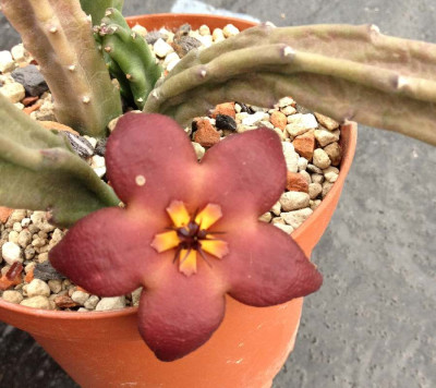 Stapelia_vetula_1_900x900_80KB.jpg