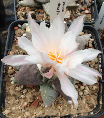 Ariocarpus_retusus_1_900x900_80KB.jpg