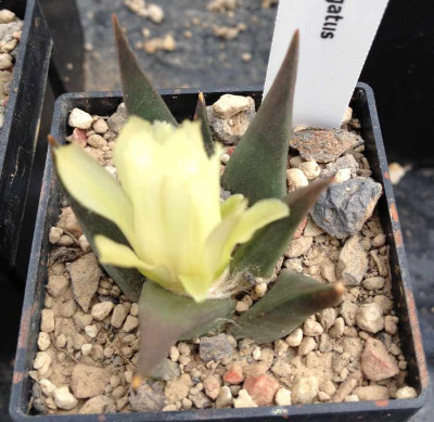 Ariocarpus_trigonus_elongatus_1_900x900_80KB.jpg
