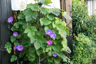 Ipomoea0112.jpg