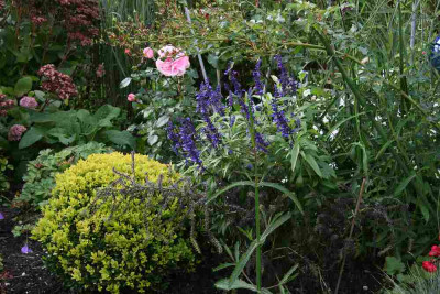 Gartenimpressionen7712.jpg