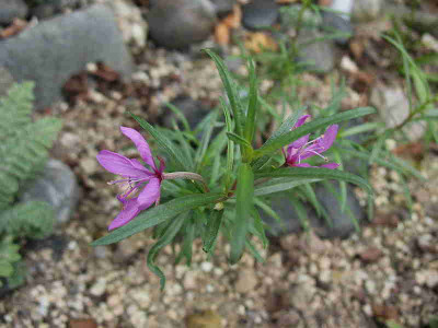 Epilobium_dodonaei__.._IMG_3416.jpg
