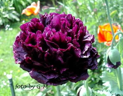 Imgp0271poppies.jpg