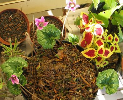 Cyclamen_spec1.jpg